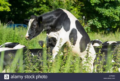 Man Mating With A Cow Porn Galleries