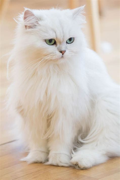 The list includes established breeds recognized by various cat registries, new and experimental breeds. Hypoallergenic Teacup Cat Breeds - Pets Lovers