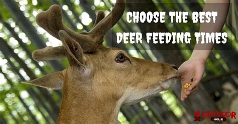 Deer Feeding Times For Their Happy And Healthy Survival