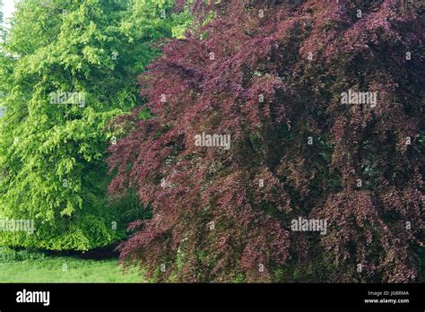 Fagus Sylvatica F Purpurea And Fagus Sylvatica Beech And Copper Beech