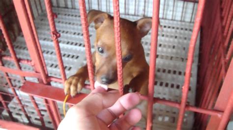 Mini Pinscher Barking At Beagle Youtube