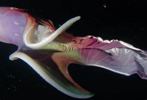 Rainbow Colored Blanket Octopuses Exist And They Are Stunning