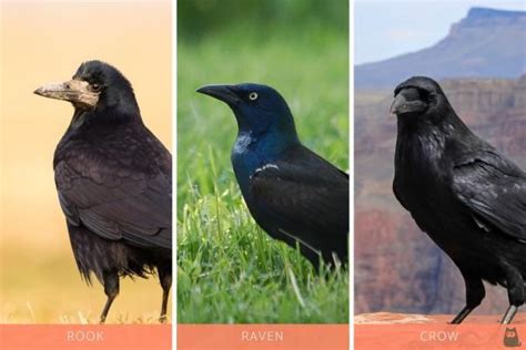 Differences Between Crows Ravens And Rooks With Photos Crow Raven