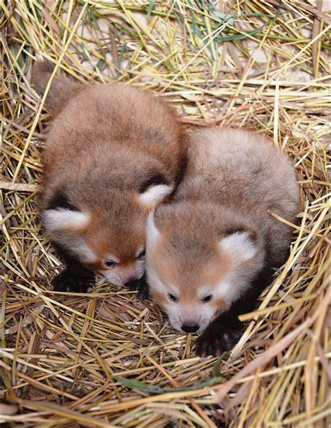 Detroit Zoo Announces Birth Of Red Panda Twins Toledo Blade