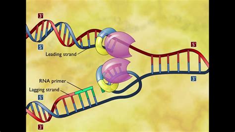 Dna Replication 3d Animation Youtube
