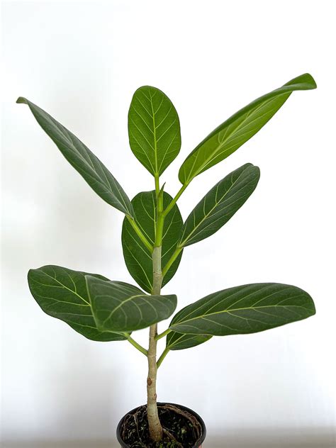 home and living ficus audrey ficus benghalensis house plant outdoor and gardening pe