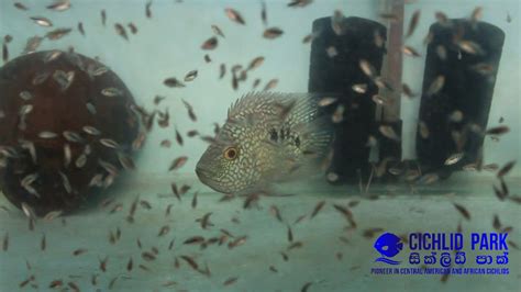 Egg tumblers in a african cichlids breeding room is a must for any serious breeder.watch this video to see the speed to. How to Breed Texas Cichlid Fish successfully (Part 1)- HD ...