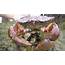 Saltwater Fishing  Commercial Rock Crab Fishery Continues To Be