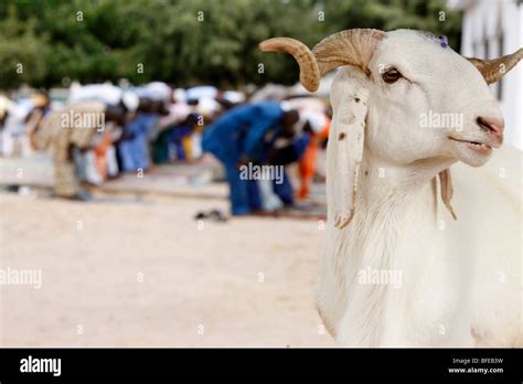 Sénégal Dakar Tabaski Festival Eid Prayer Stock Photo Alamy