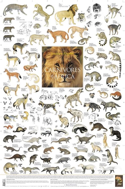 Apr 30, 2019 · african animals list with pictures and facts. Carnivores of Africa - Poster | NHBS Field Guides & Natural History