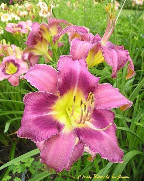 Small Daylily Hemerocallis Forty Thieves Salter 1996 Day Lilies
