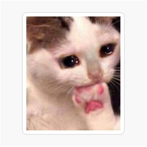Sad Cat Crying Cat Cute Meme Ubicaciondepersonascdmxgobmx