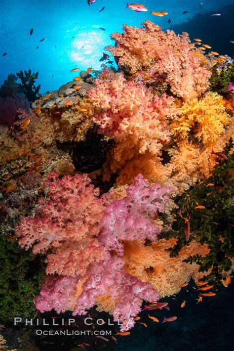 The Insanely Beautiful Coral Reefs Of Fiji Natural History