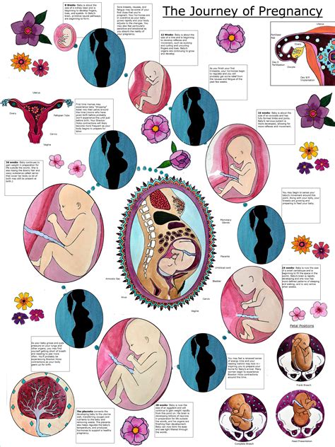 Digital Journey Of Pregnancy Poster Childbirth Education Pregnancy