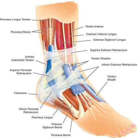 This will help keep try doing balance exercises to strengthen the ligaments in your legs. Ankle Injury Diagram | Ankle anatomy, Anatomy images