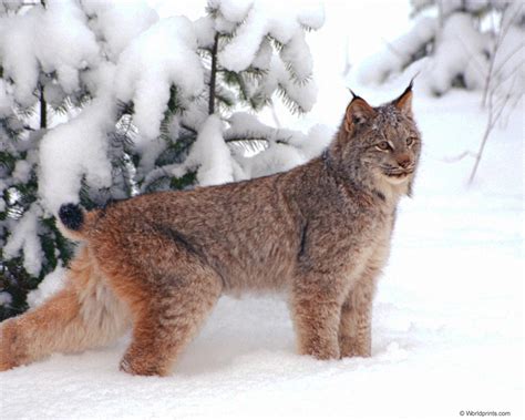 Ovaltes Alpine Lynx Cat History Alpine Lynx Kittens
