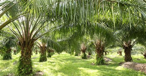 Sime darby plantation appoints a human rights expert. Sime Darby cuts debt with $571m follow-on | sime darby ...