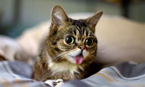Meet Lil Bub The Cutest Cat On The Internet Video And Gallery