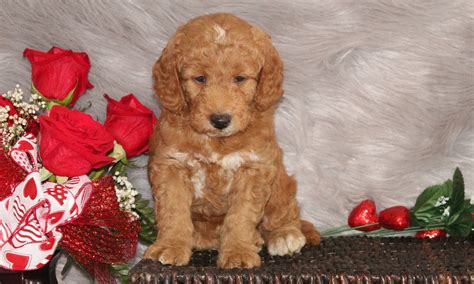 240 Goldendoodle Names That Enhances Your Dogs Personality