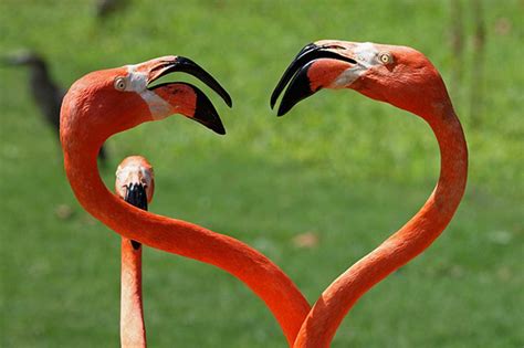 American Flamingo - Honolulu Zoo Society