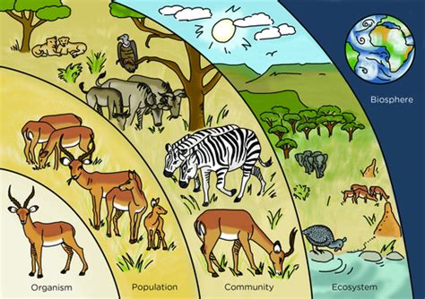 Unit 2: Natural Selection, Biodiversity, & Population Ecology - Mrs