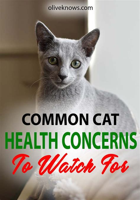 Common Cat Health Concerns To Watch For Oliveknows Cat Health Cat