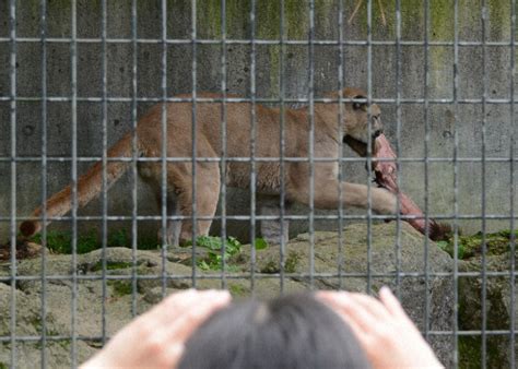 Cougar In Northeast Japan Zoo Feasts On Wild Boar Carcass In