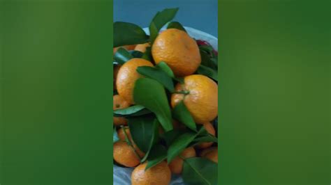 Ponkanita Kiat Kiat Shorts Oranges Mandarin Fruits Sweets Youtube