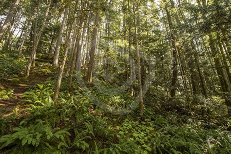 Canadian Temperate Rainforest Nature Stock Photo Agency