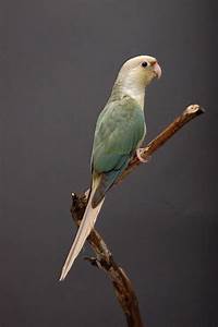 Green Cheek Conure Mutations Parrots Pinterest