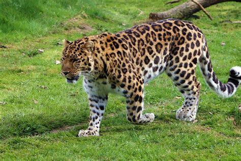 The Amur Leopard Panthera Pardus Orientalis
