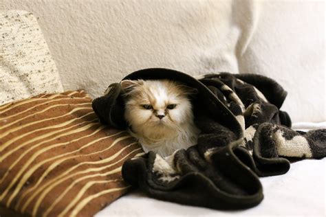 White Persian Cat Lies Under A Black Blanket Free Image Download