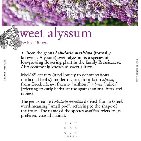 Sweet Alyssum Alyssum Medicinal Herbs Planting Flowers