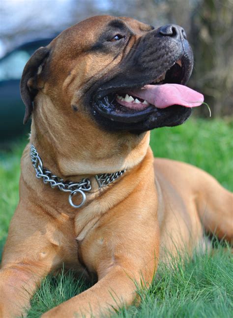 Regardless intentional bullmastiff rottweiler crosses most likely became more popular in the last two. Cane corso rottweiler mix | Dogs, breeds and everything ...
