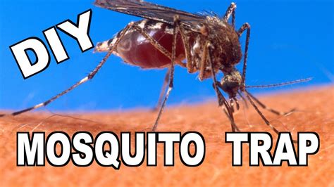 We did not find results for: How To Make a DIY "Ovitrap" Mosquito Trap - YouTube