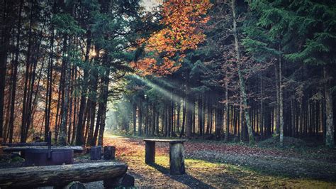 Nature Trees Forest Leaves Fall Plants Path Sun Rays Bench