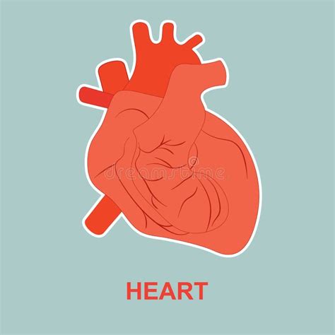 Human Heart Anatomy Stock Vector Illustration Of Organ 94120798