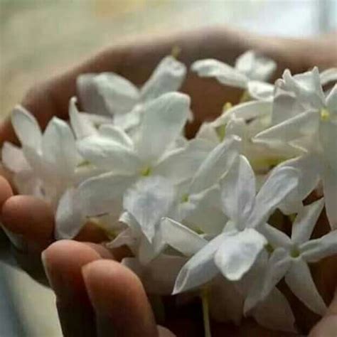 Where can i buy jasmine flowers near me. Pin by Dina on Syria | Special flowers, Jasmine flower ...