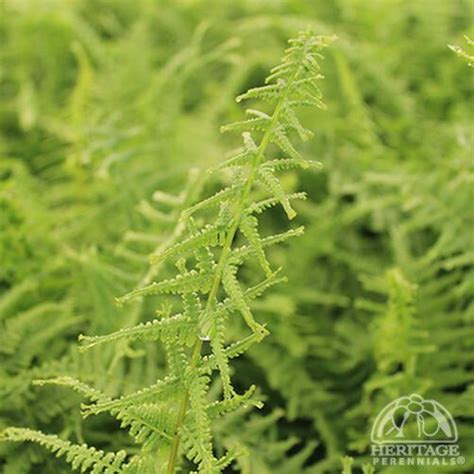 Plant Profile For Athyrium Filix Femina ‘victoriae Lady Fern Perennial