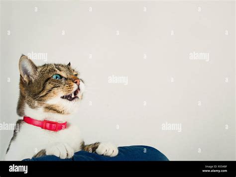 Curious Tabby Cat Meowing Mouth Open And Looking Up Isolated On Grey