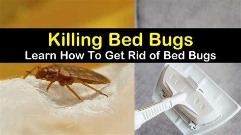 22 Highly Effective Ways To Get Rid Of Bed Bugs Rid Of Bed Bugs