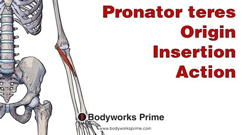 Pronator Teres Anatomy Origin Insertion And Action Youtube