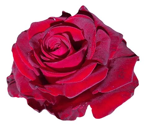 Red Rose Flower Png Image For Free Download