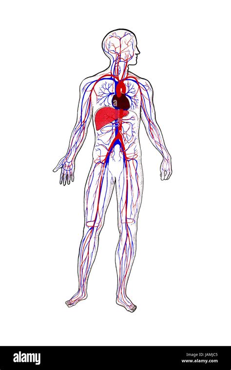 Circulation sanguine Banque de photographies et dimages à haute