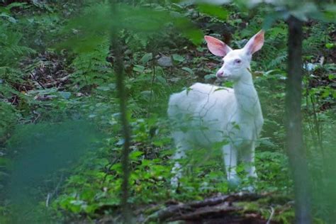 Albino Deer Sighting A Real Outdoors Treat Everybodyadventures