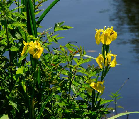 Free Images Nature Meadow Flower Pond Crop Botany Yellow Flora