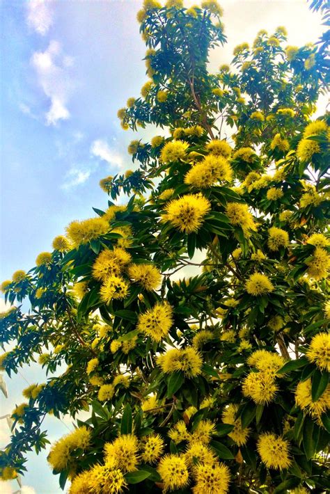 Golden Penda Tree Flowering Australian Flowers Plants Native Plants