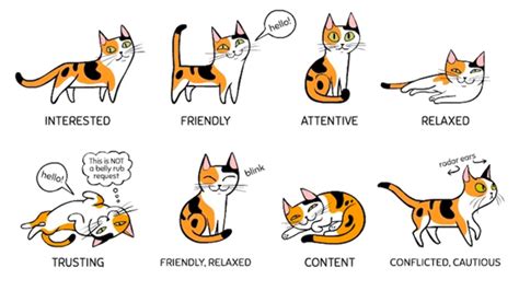 Decipher Your Cats Body Language With This Helpful Infographic
