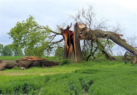 Free Images Storm Damage Oak Tree