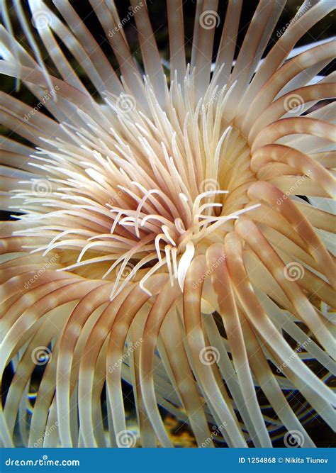 Sea Anemone Stock Photo Image Of Animal Stingers Actinia 1254868